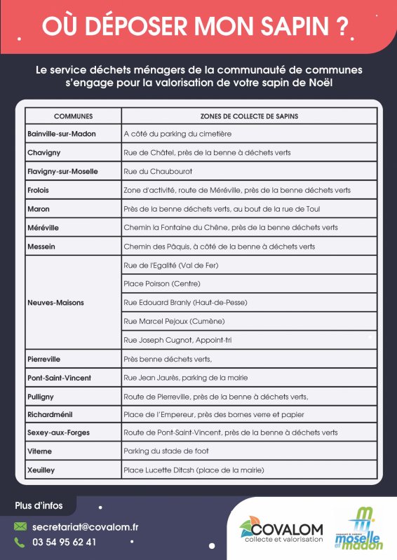 Collecte de sapins communes