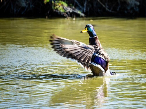 Canard colvert